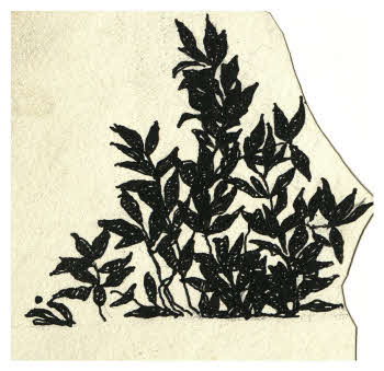 Visualizza l'immagine "FD D 1713"